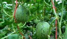 網(wǎng)絡(luò)大瓜,揭秘娛樂圈幕后真相，帶你走進(jìn)明星隱私世界