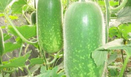 熱門(mén)大瓜往期內(nèi)容,那些你不知道的內(nèi)幕與真相