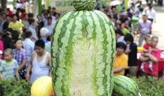 熱門大瓜每日大賽,揭秘娛樂(lè)圈最新爆料，大賽精彩瞬間回顧