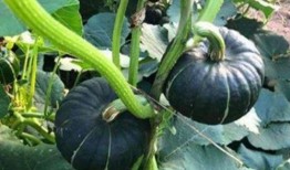 網(wǎng)紅大瓜在哪找,揭秘?zé)衢T(mén)事件背后的秘密聚集地