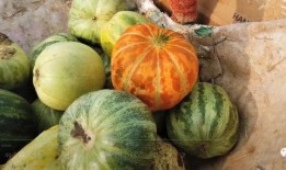 網(wǎng)紅大瓜搜索,一場(chǎng)娛樂(lè)圈的狂歡與揭秘