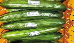 熱門大瓜每日大賽,揭秘娛樂(lè)圈最新爆料，大賽精彩瞬間回顧