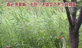 網(wǎng)紅大鵝,從田間到網(wǎng)絡(luò)，一只鵝的傳奇之旅