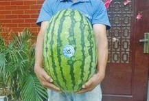 熱門(mén)大瓜每日大賽,揭秘娛樂(lè)圈最新爆料，大賽精彩瞬間回顧