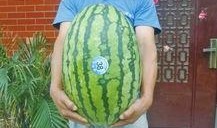 熱門大瓜每日大賽,揭秘娛樂圈最新爆料，大賽精彩瞬間回顧