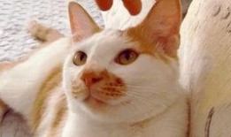 吃瓜視頻大全高清,高清盛宴，揭秘娛樂(lè)圈幕后故事