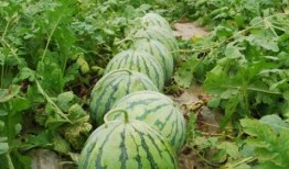 網(wǎng)紅大瓜下載,下載背后的驚人真相