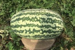 壽光網(wǎng)紅大瓜,一場網(wǎng)絡(luò)輿論的風暴