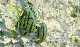 網(wǎng)紅大瓜在哪找,揭秘?zé)衢T(mén)事件背后的秘密聚集地