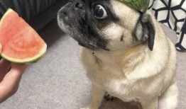 吃瓜表情包,揭秘網(wǎng)絡(luò)時(shí)代的幽默密碼