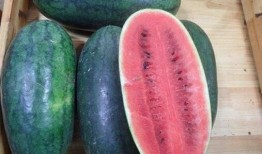 黑瓜吃料網(wǎng),揭秘美食背后的故事與營養(yǎng)秘密