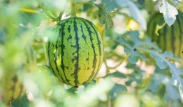 今日吃瓜地址,探尋幕后真相