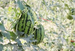 網(wǎng)紅大瓜在哪找