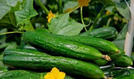 52每日大瓜視頻,揭秘娛樂圈幕后故事，帶你領(lǐng)略明星真實(shí)生活