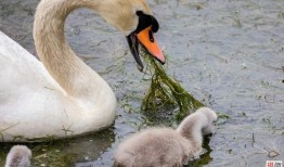 網(wǎng)紅大鵝,從田間到網(wǎng)絡(luò)，一只鵝的傳奇之旅