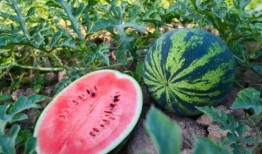 今日吃瓜51cg,揭秘娛樂圈最新熱點事件