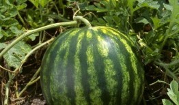 今日吃瓜熱門大瓜每日更新,緊跟熱門大瓜，揭秘娛樂圈最新動(dòng)態(tài)