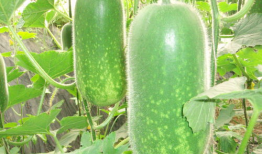 熱門大瓜熱心的朝陽爆料,朝陽爆料，明星隱私再掀波瀾